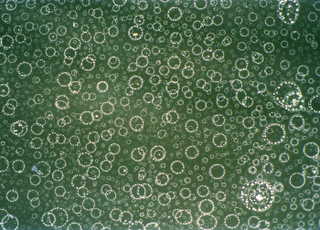 Illustration for article titled Parasites, deadly bugs and fungi are more beautiful than you could possibly imagine